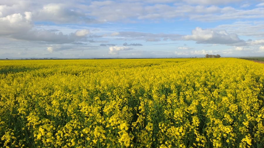 5 Bedroom Property for Sale in Darling Western Cape